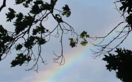 Rainbow over water and branches of trees in the foreground