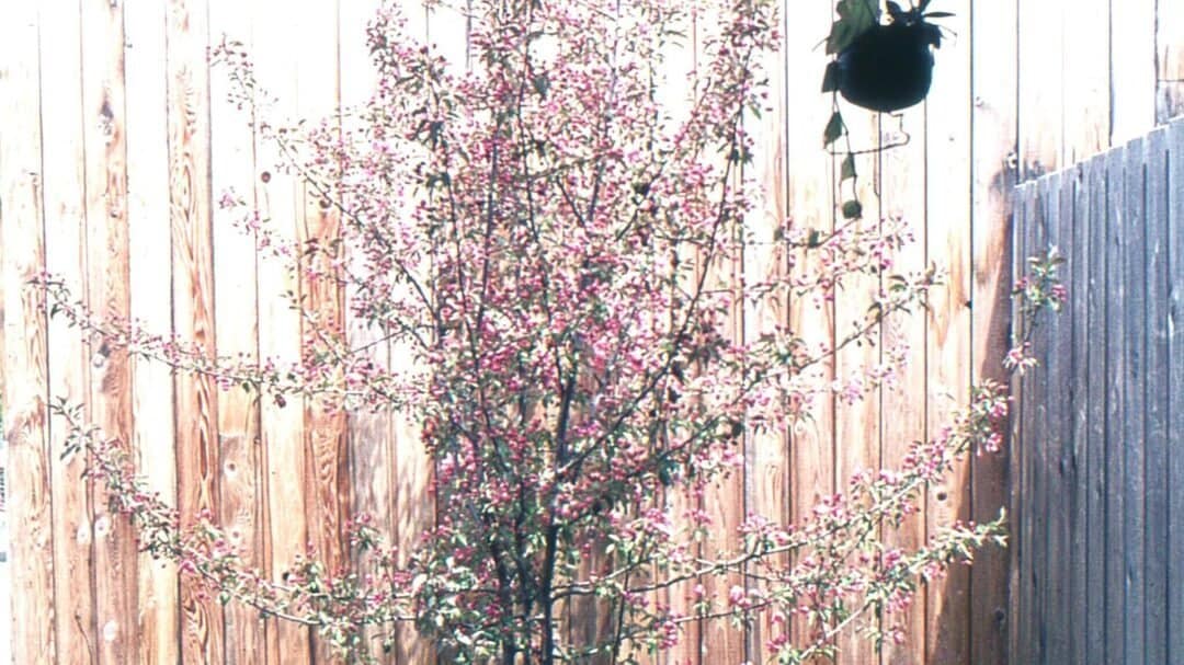 An image of a small flowering bush against a wooden wall.