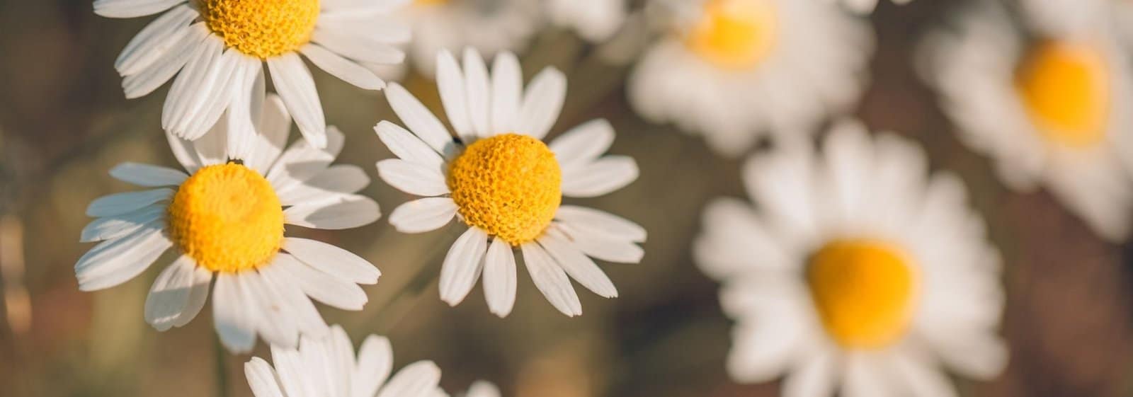 a picture of daisies.
